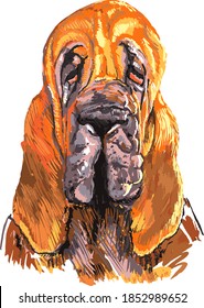 retrato del bozal de una raza de perro animal Color rojo anodino triste mirando al perro cazador de potret