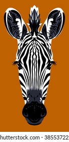 Portrait muzzle zebra