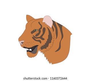 portrait of an orange tiger, vector, white background