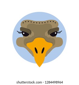Portrait of a ostrich head. Color illustration. Flat vector image of poultry ostrich as a design element for logo, icon, template, label.