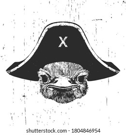 Portrait of Ostrich with a pirate hat. Vector. 