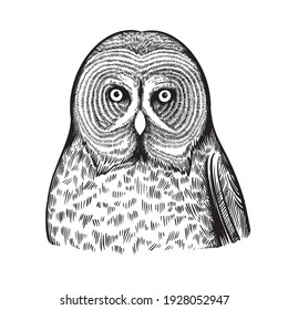 Portrait of owl in black and white ink pen style.