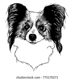 Portrait of  Papillon doggy. Hand drawn dog illustration. T- shirt and tattoo concept design in black white. Vector.