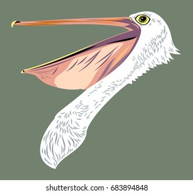 Portrait of a Pelican with an open beak.