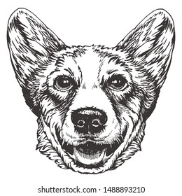 Portrait of Pembroke Welsh Corgi. Hand-drawn illustration. Vector