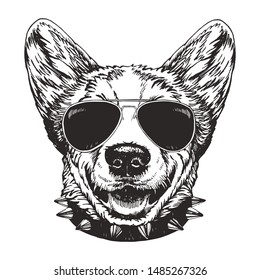 Portrait of Pembroke Welsh Corgi with sunglasses and collar, hand-drawn illustration, vector
