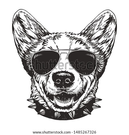 Portrait of Pembroke Welsh Corgi with sunglasses and collar, hand-drawn illustration, vector
