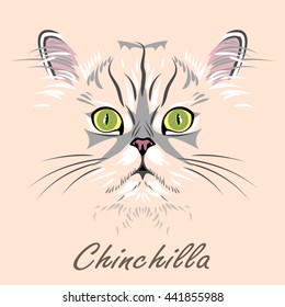 Portrait of Persian cat chinchilla