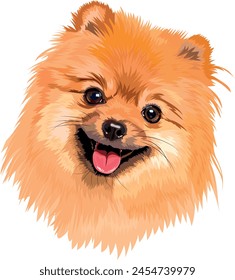 Portrait of a pet dog of the Spitz breed