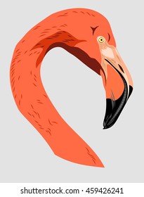 Portrait of a pink flamingo