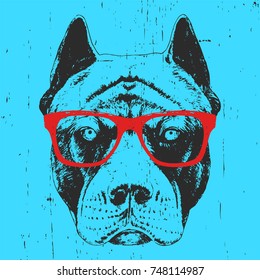 Portrait Of Pit Bull With Glasses, Hand-drawn Illustration, Vector
