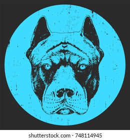 Portrait of Pit Bull, hand-drawn illustration, vector
