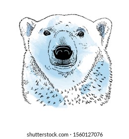 Portrait of a polar bear. Face in front isolated on white background. Emblems and labels, for mascot or logo design