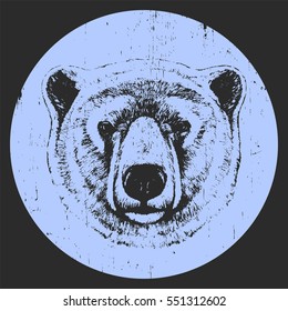 Portrait of Polar Bear. Hand drawn illustration. Vector