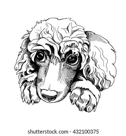 Portrait of a Poodle. Vector illustration.