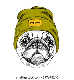 Portrait of the Pug in a hipster hat. Vector illustration.