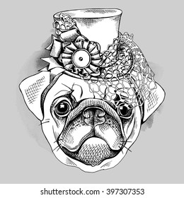 Portrait of the Pug in a women's hat with net on gray background. Vector illustration.