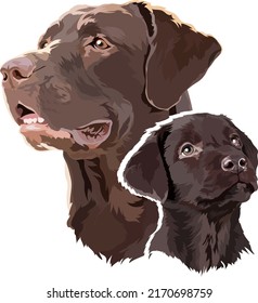 Retrato de un cachorro y un chocolate adulto, labrador marrón. Ilustración del vector