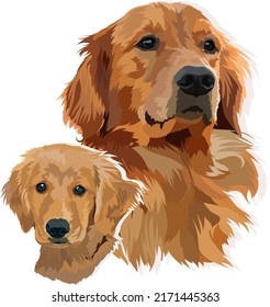Portrait of a puppy and an adult golden labrador retriever. Vector illustration