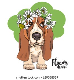Portrait of a puppy Basset Hound in a boho Chamomile headband. Vector illustration.
