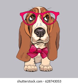 Portrait of a puppy Basset Hound in a glasses and with bow. Vector illustration.