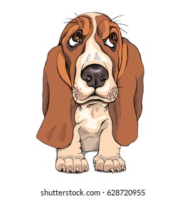 Portrait of a puppy Basset Hound. Vector illustration.