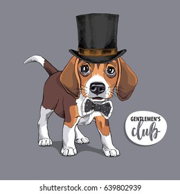 Portrait of a Puppy Beagle in a Gentleman top hat and with a bow tie. Vector illustration.