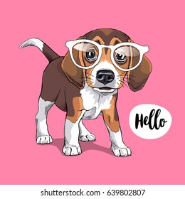 Portrait of a Puppy Beagle in a glasses on a pink background. Vector illustration.