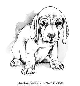The  portrait of the Puppy. Vector illustration.