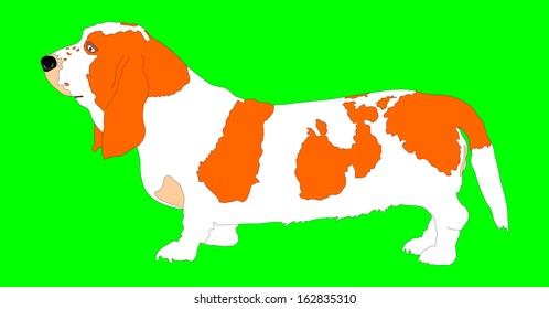 Portrait of a purebred basset artesian (basset hound) . Friendly dog vector isolated on green background.