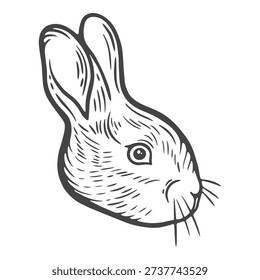 Portrait of rabbit, close-up bunny, head hare, side view, livestock, farm animal, easter symbol, engraving isolated
