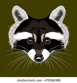 
Portrait of a raccoon