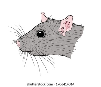 Portrait of a rat in isolate on a white background. Vector illustration.