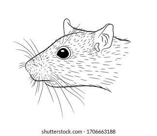 Portrait of a rat in isolate on a white background. Vector illustration.