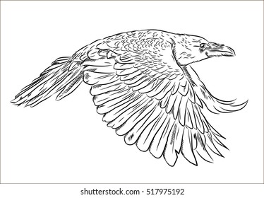 Portrait of a raven flying in the style of engravings (doodle)