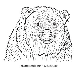 Portrait realistic bear in