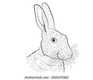 Portrait of a realistic hare in sketch style. Vector illustration.