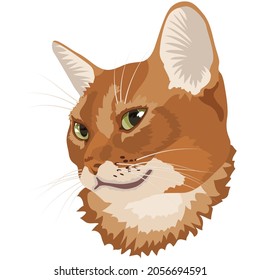 retrato de un gato abysiniano rojo sobre un fondo blanco, imagen vectorial
