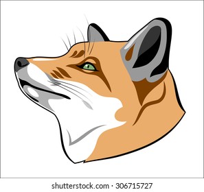 portrait of a red fox