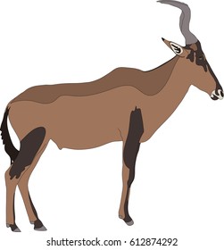 Portrait of a red hartebeest antelope, hand drawn vector illustration isolated on white background