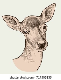 Portrait of a roe deer