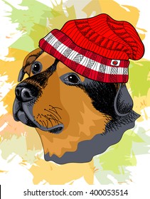 Portrait of a rottweiler in winter hat. Vector illustration. 