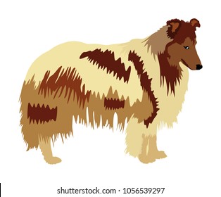 Portrait of Rough Collie vector illustration isolated. Scottish Shepherd dog. Beware of dog. 