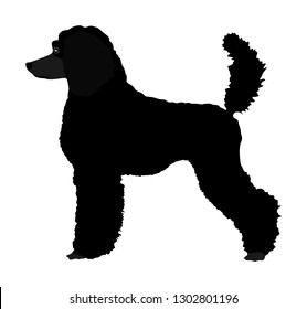 Portrait of Royal Poodle vector silhouette illustration isolated on white background. French black poodle walking. Beware of dog. Dog shape show exhibition. Poodle shape shadow.