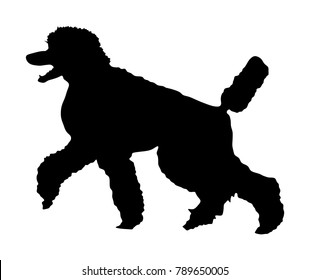 Portrait of Royal Poodle vector silhouette illustration isolated. French black poodle walking. Beware of dog. Dog show exhibition. Black dog silhouette. Poodle shape shadow.