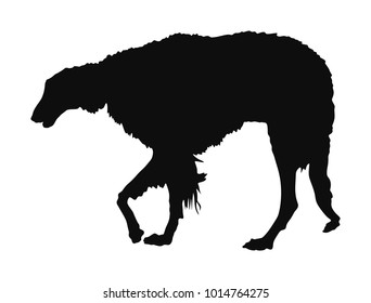 Portrait of Russian Wolfhound dog vector silhouette illustration isolated. Borzoi silhouette Russian Hunting. Sighthound, Russkaya Psovaya Borzaya. Noble Psovoi. Black dog silhouette. 