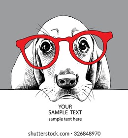 Portrait of sad dog Basset Hound in glasses on a gray background. Vector illustration.