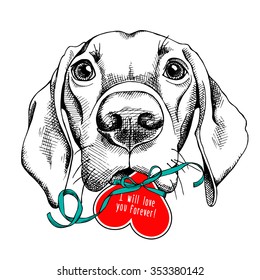 Portrait of a sad dog Labrador that take in teeth red Valentine's heart card with ribbon. Vector illustration.
