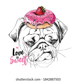 Portrait of a sad funny Pug dog with pink Donut and Strawberry. Love is sweet - lettering quote. Humor card, t-shirt composition, hand drawn style print. Vector illustration.