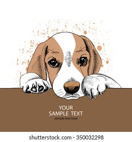 Portrait of a sad puppy Beagle. Vector illustration.